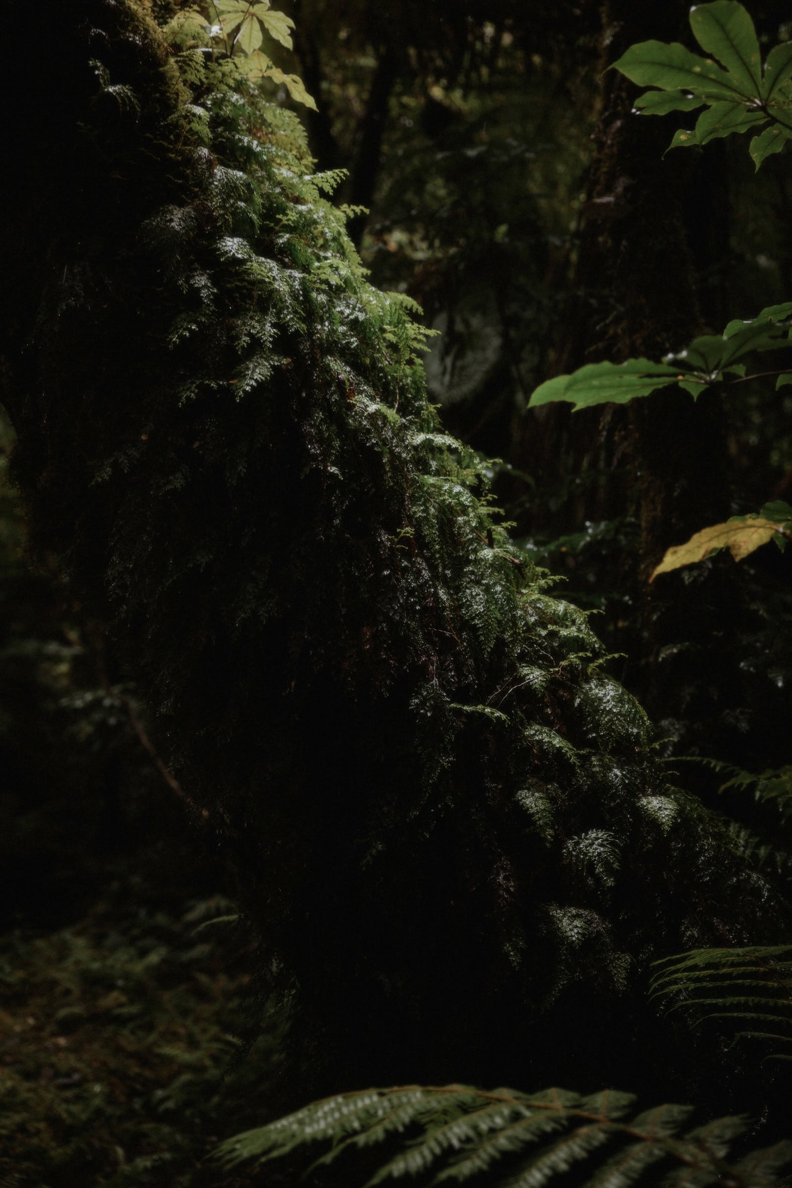 Milford Sound Elopement, Milford Sound Elopement &#8211; Katie and James