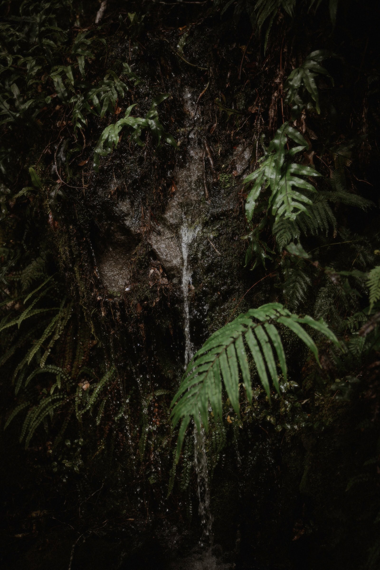 Milford Sound Elopement, Milford Sound Elopement &#8211; Katie and James