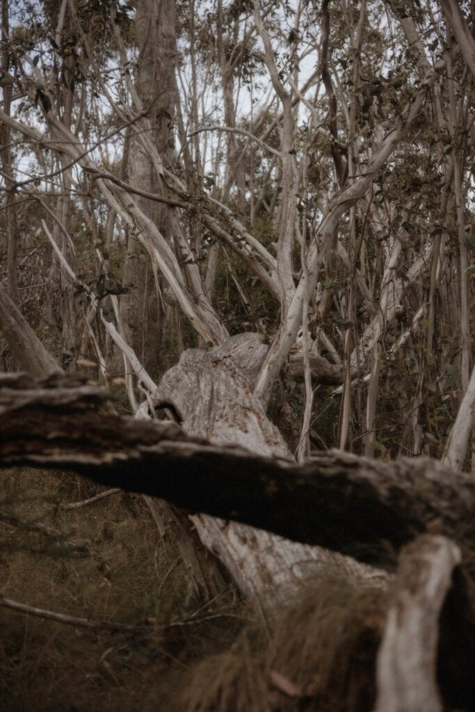 Namadgi National Park Engagement, Namadgi National Park Engagement &#8211; Ellie and Lachlan