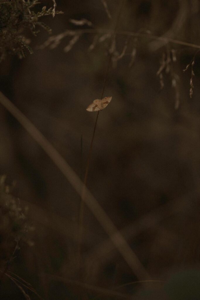 Namadgi National Park Engagement, Namadgi National Park Engagement &#8211; Ellie and Lachlan