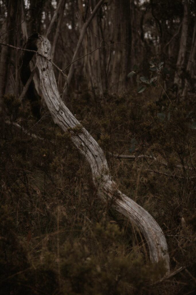 Namadgi National Park Engagement, Namadgi National Park Engagement &#8211; Ellie and Lachlan