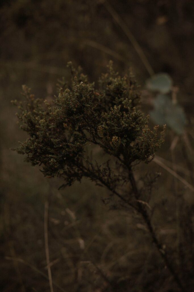 Namadgi National Park Engagement, Namadgi National Park Engagement &#8211; Ellie and Lachlan