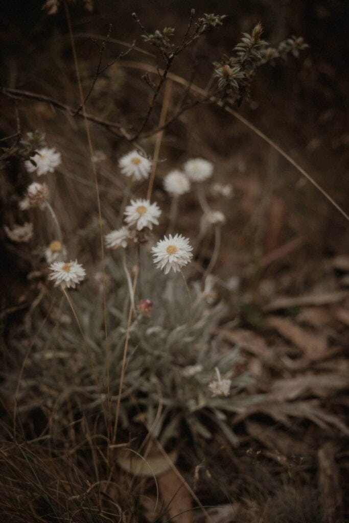 Namadgi National Park Engagement, Namadgi National Park Engagement &#8211; Ellie and Lachlan